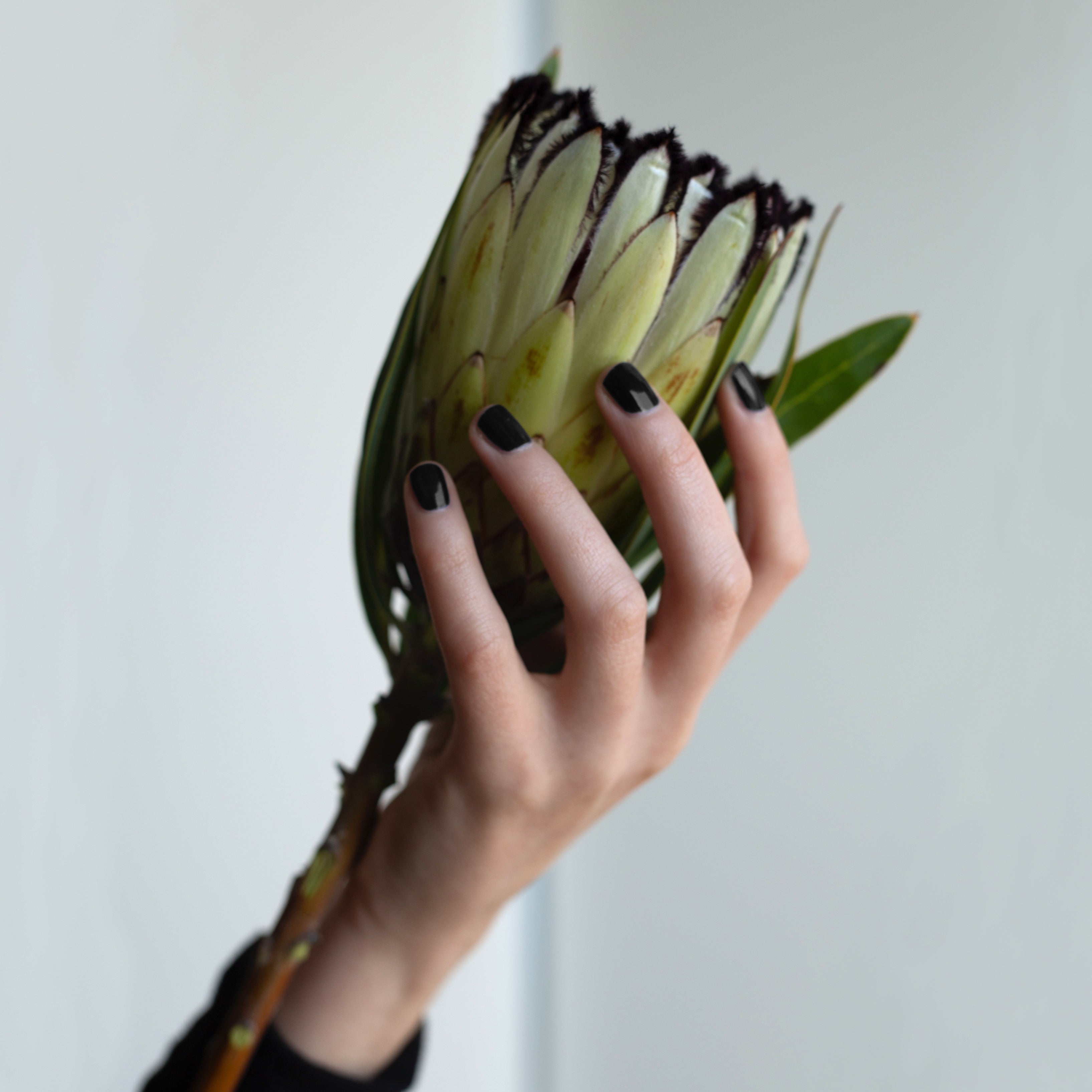 A female hand holding up a rustic flower, wearing Black Dog nail polish a classic black glossy colour